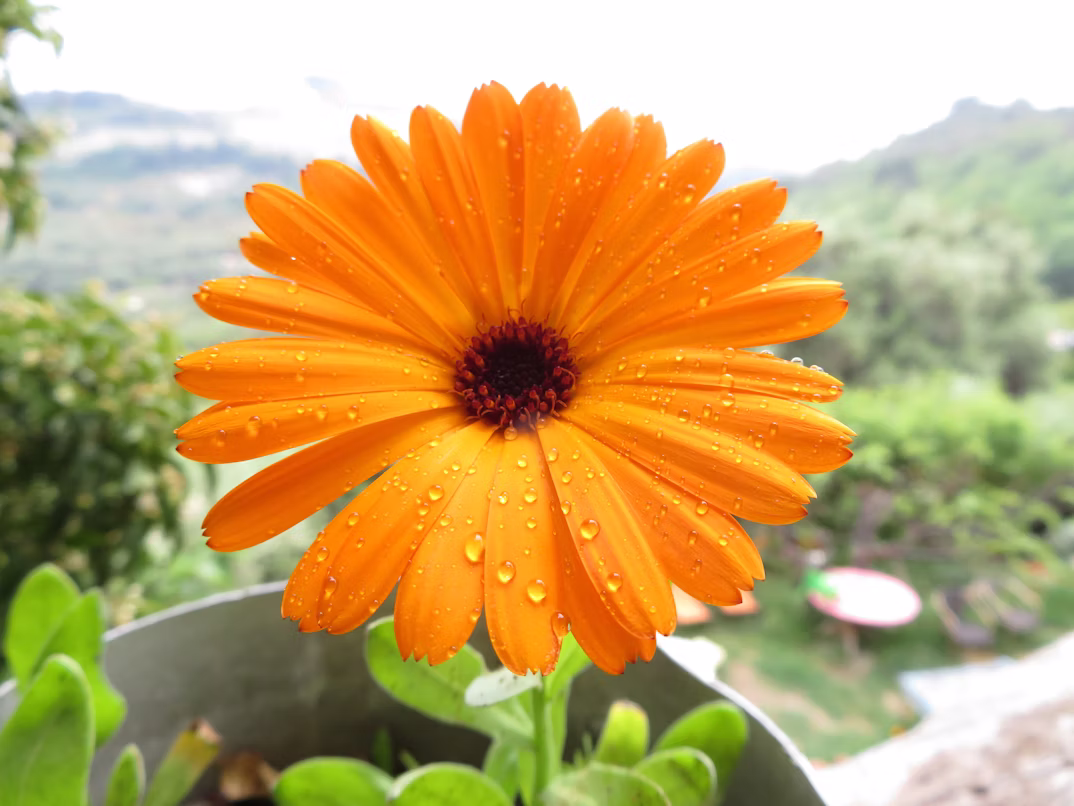 ΚΑΤΙΦΕΣ – Calendula officinalis - 1